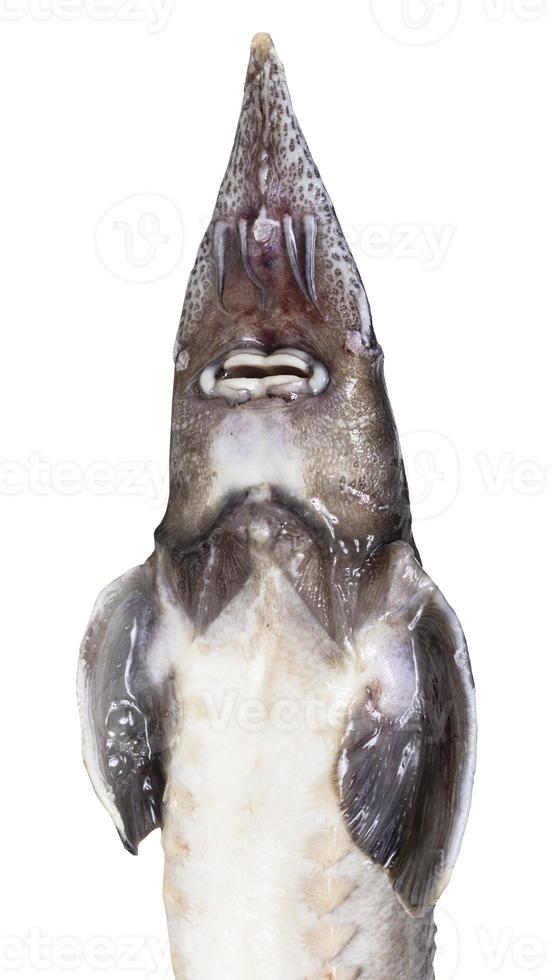 bottom view of head of fresh sturgeon fish cutout photo