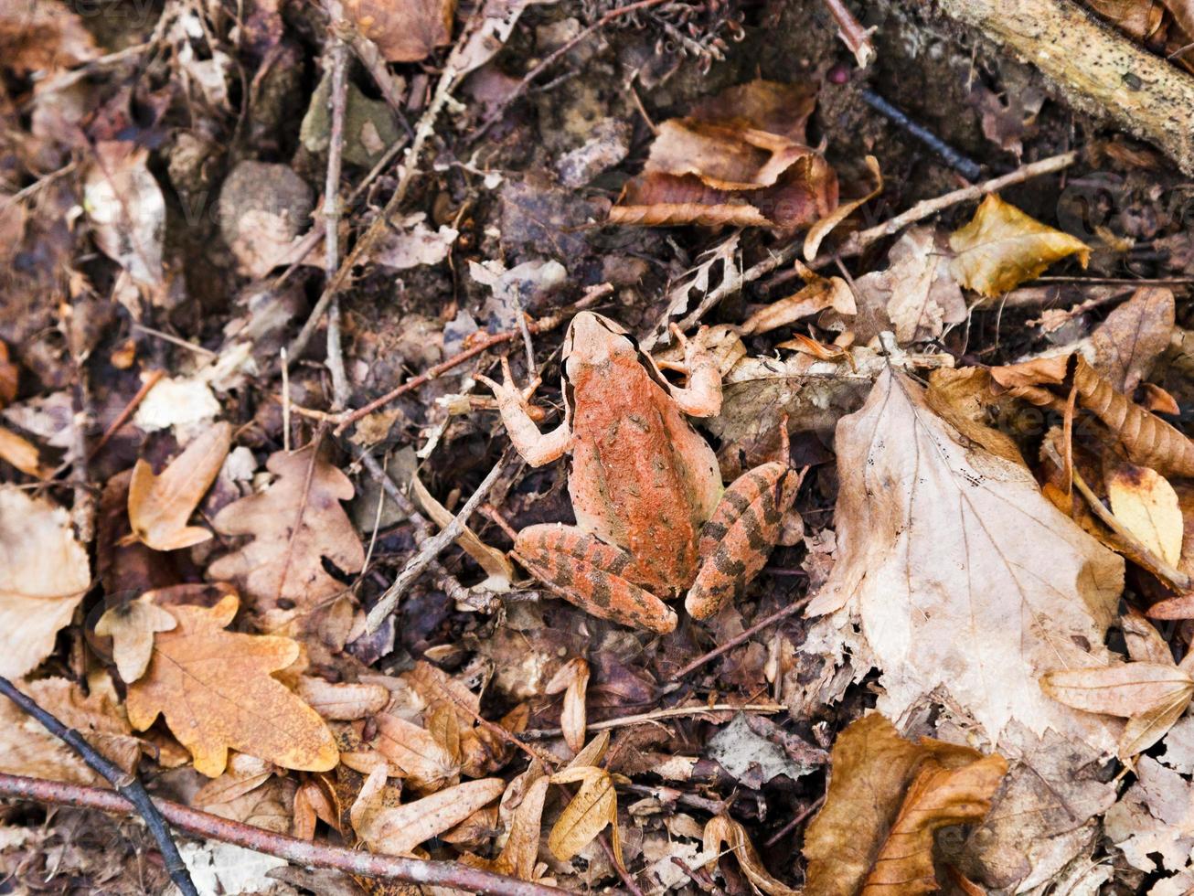 Common frog in autumn litter photo