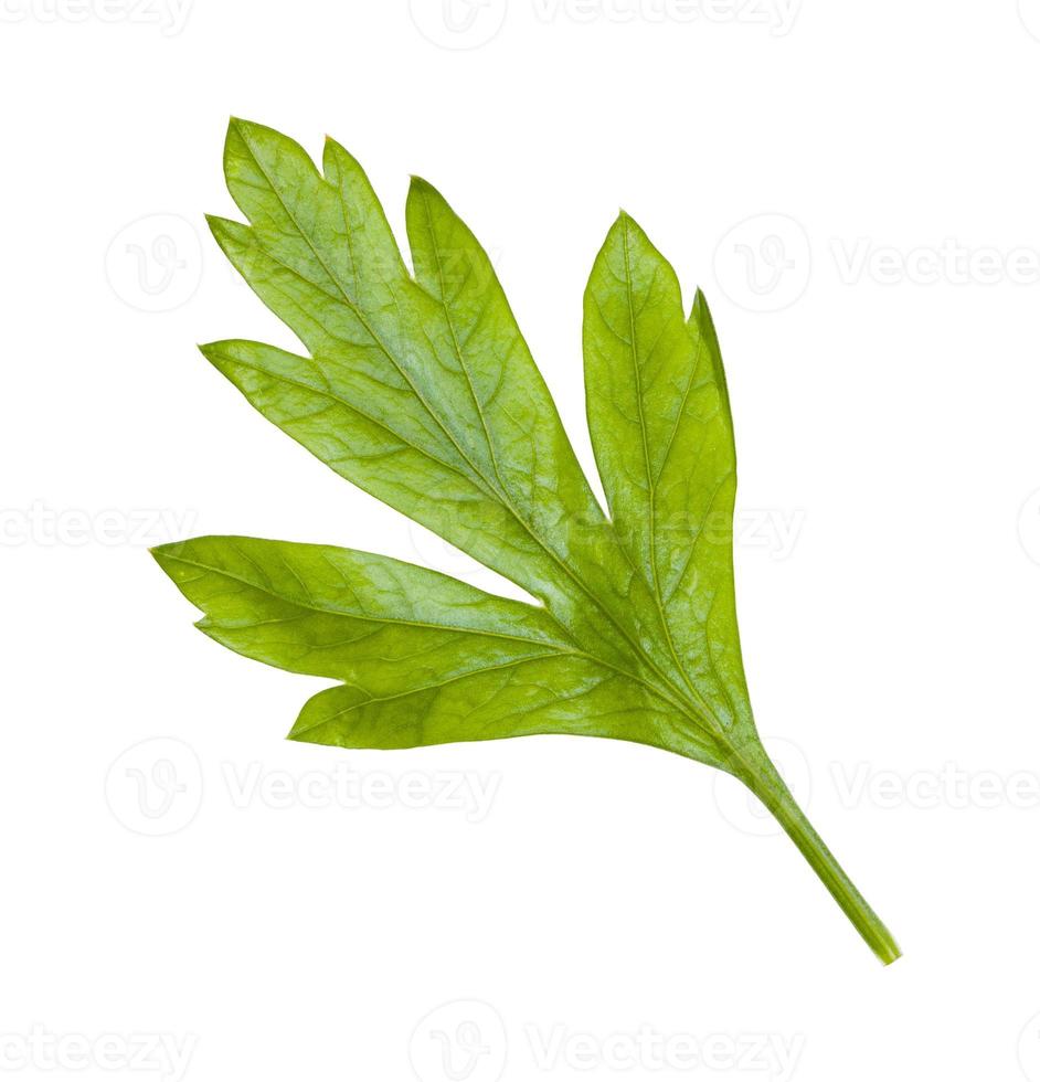 back side of fresh green leaf of parsley isolated photo