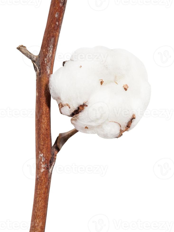 dried ripe boll of cotton plant on twig isolated photo
