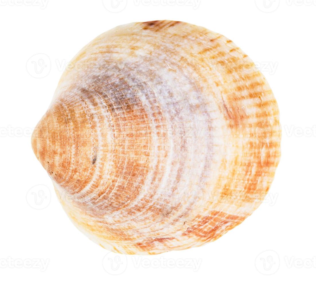 old yellow brown conch of clam isolated on white photo