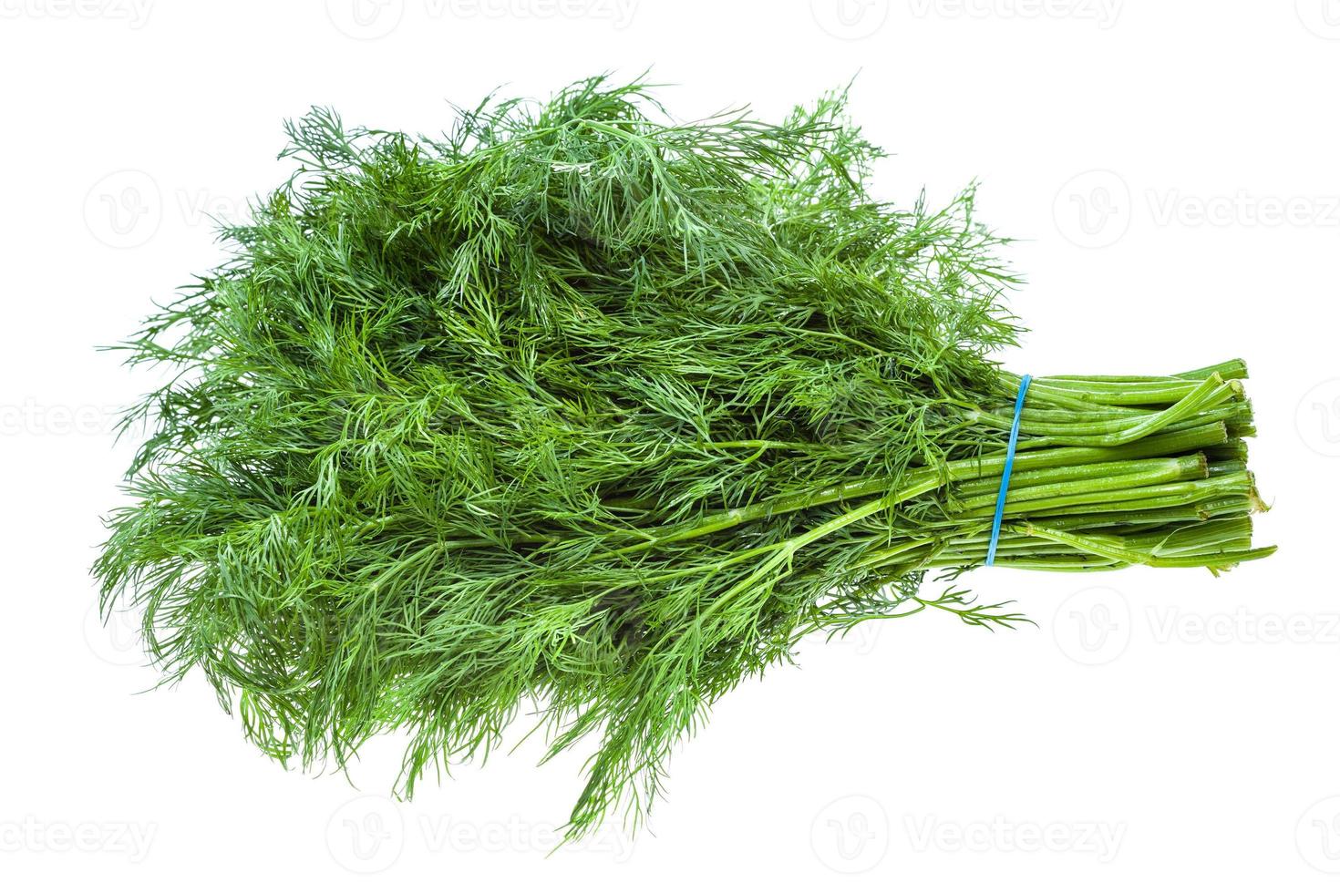 big bunch of fresh green dill herb isolated photo