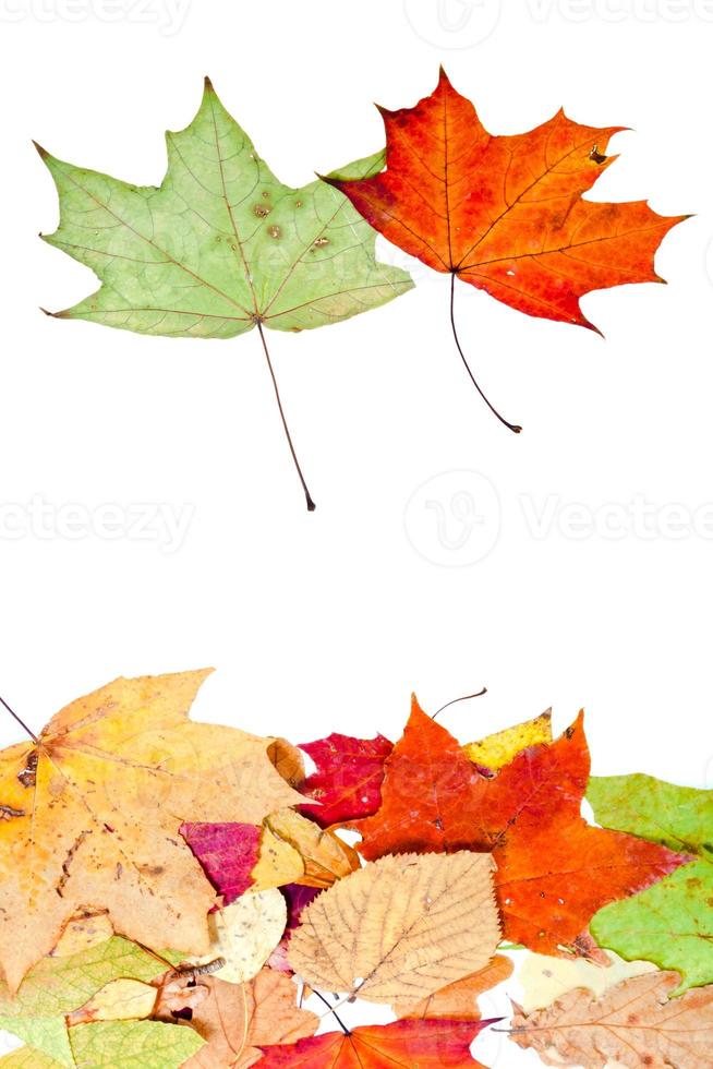 two maple and many dead leaves photo