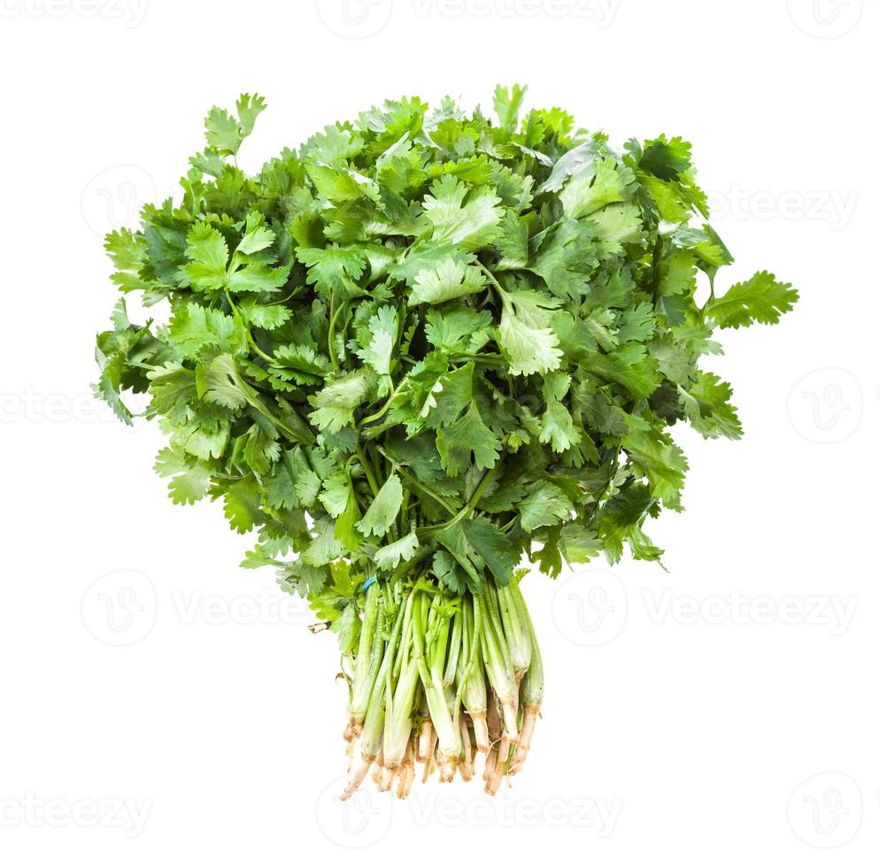 big bunch of fresh green cilantro isolated photo