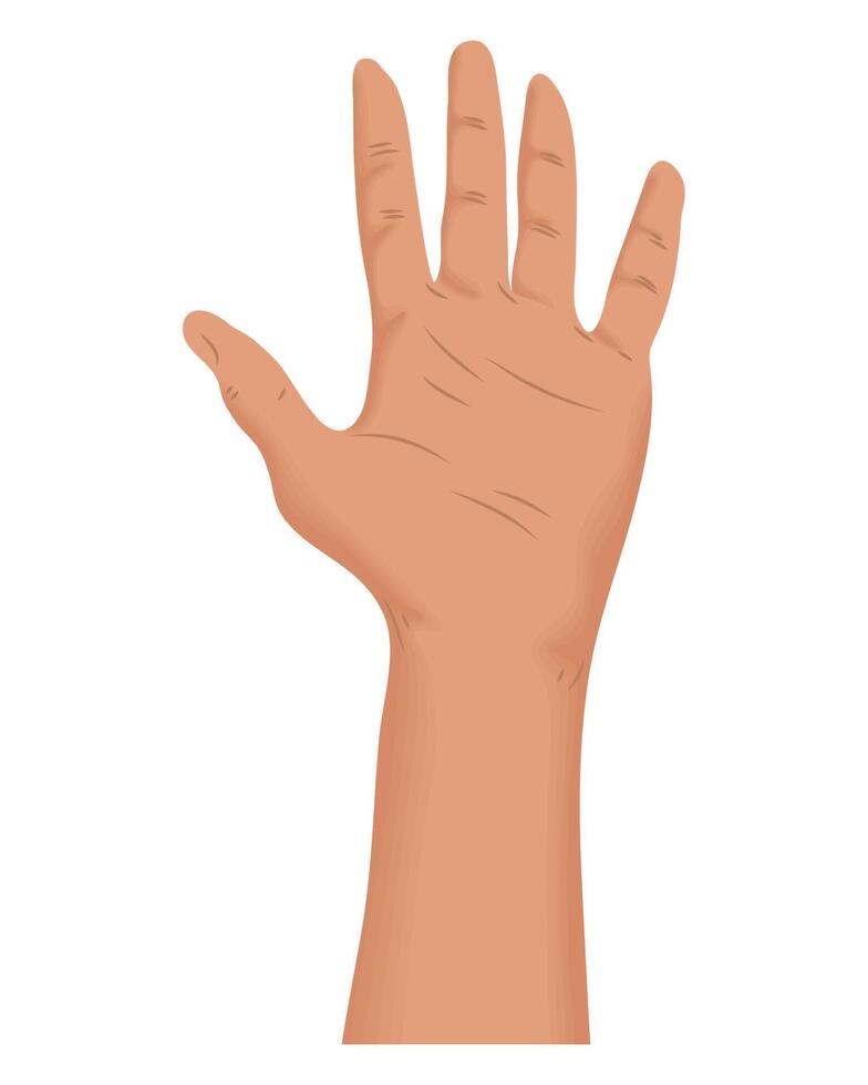 hand human open vector