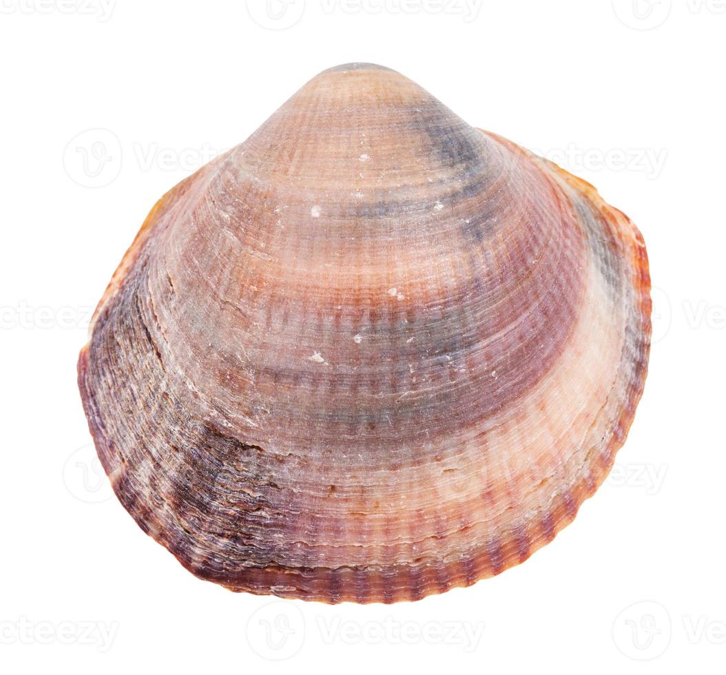 red brown conch of clam isolated on white photo