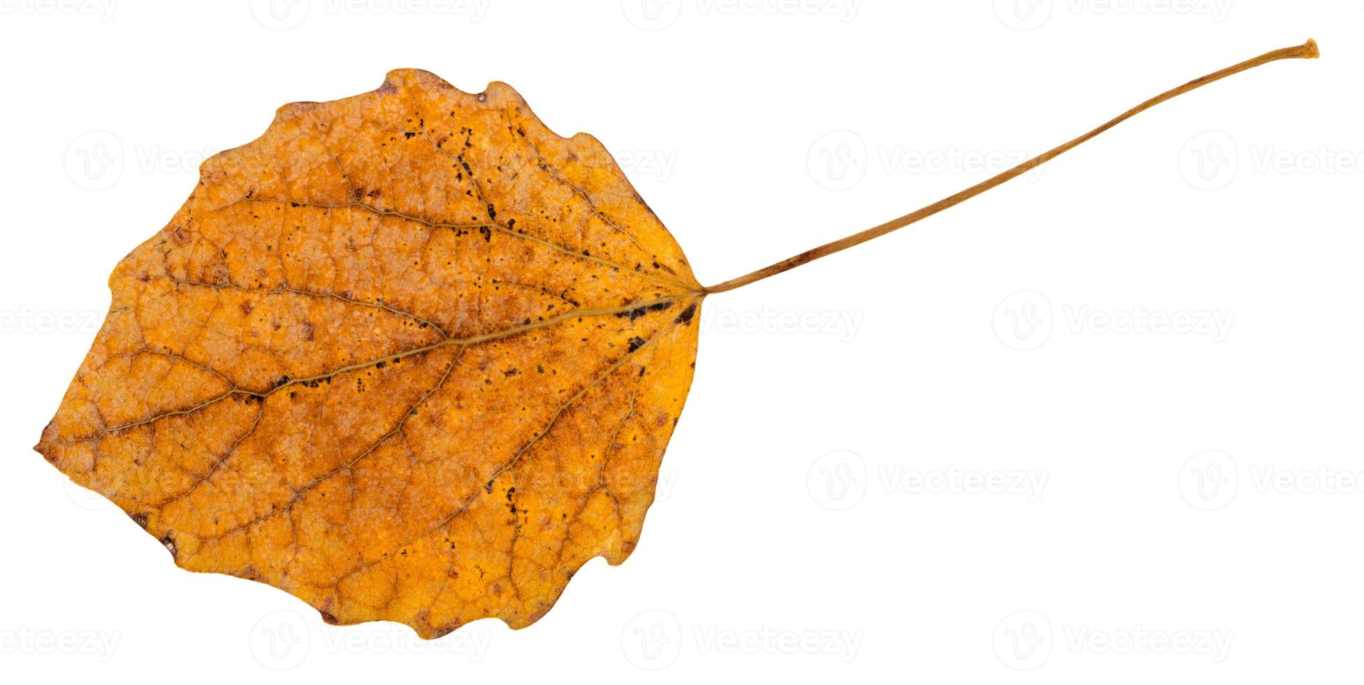 back side of fallen leaf of aspen tree isolated photo