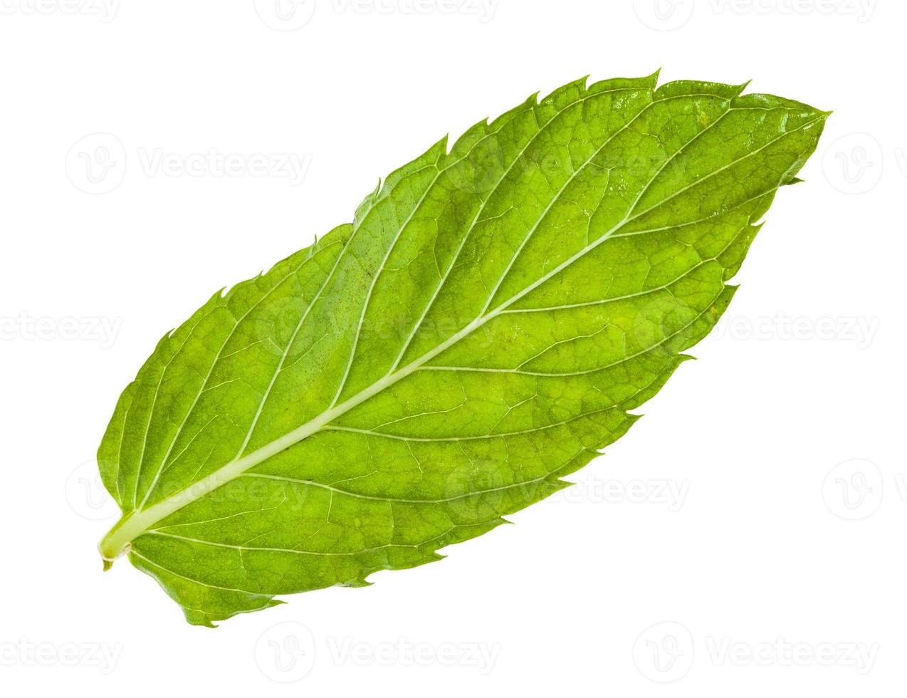 hoja verde de menta fresca aislada en blanco foto