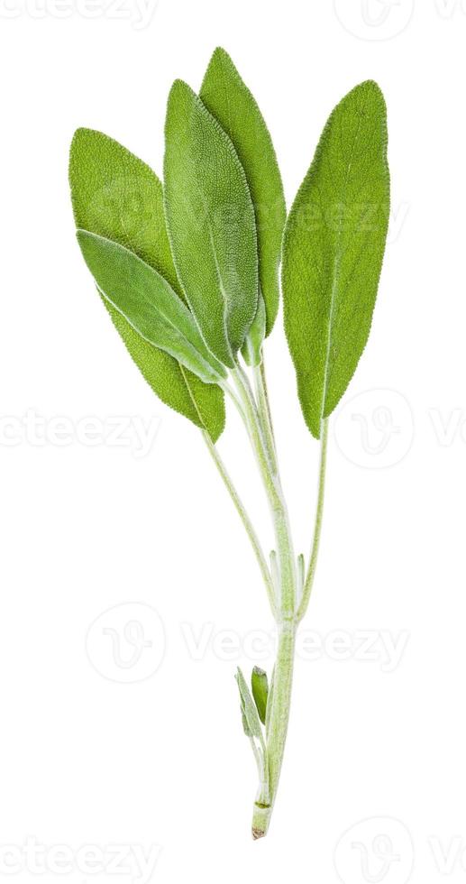 green twig of sage salvia herb isolated photo
