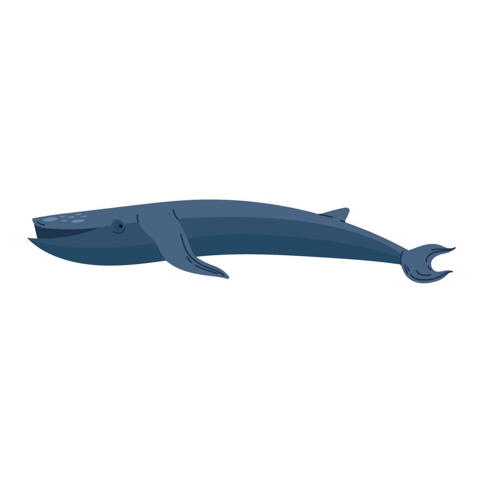 fin whale animal vector