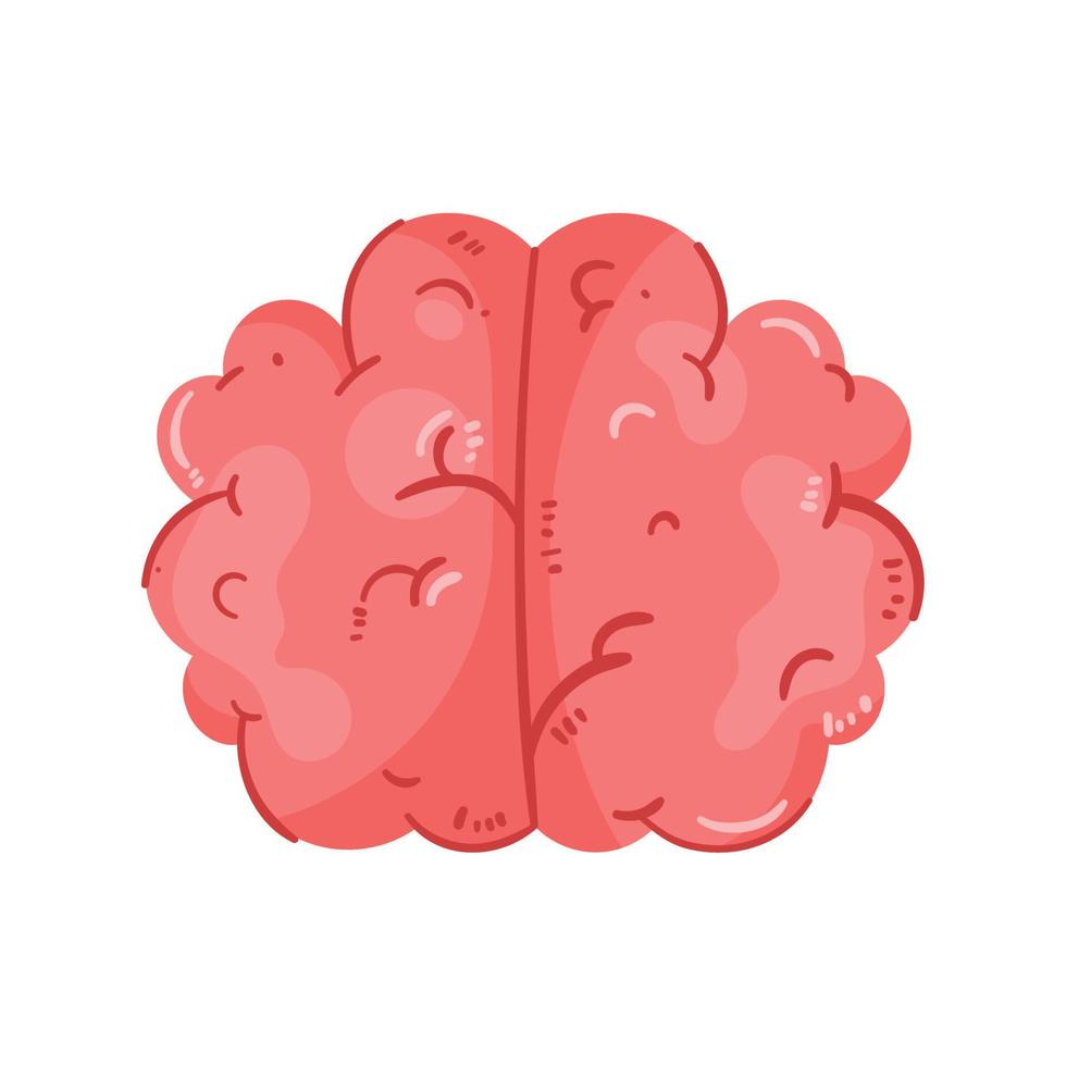 cerebro humano organo vector