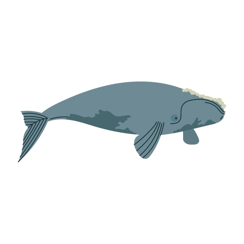 right whale animal vector