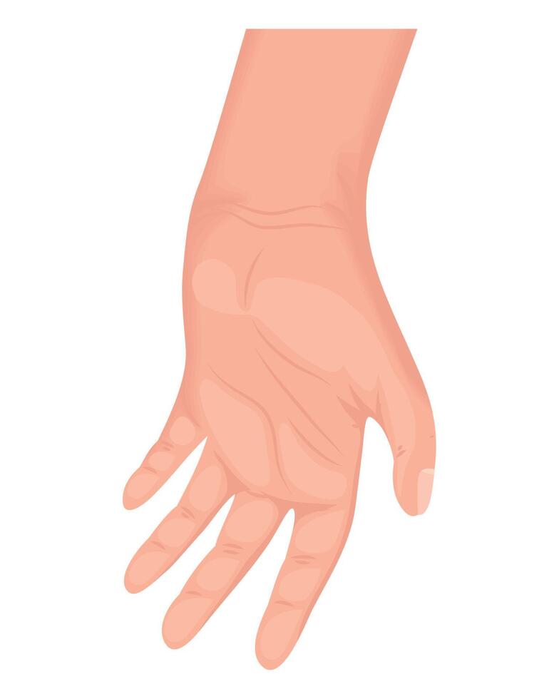 hand human open vector