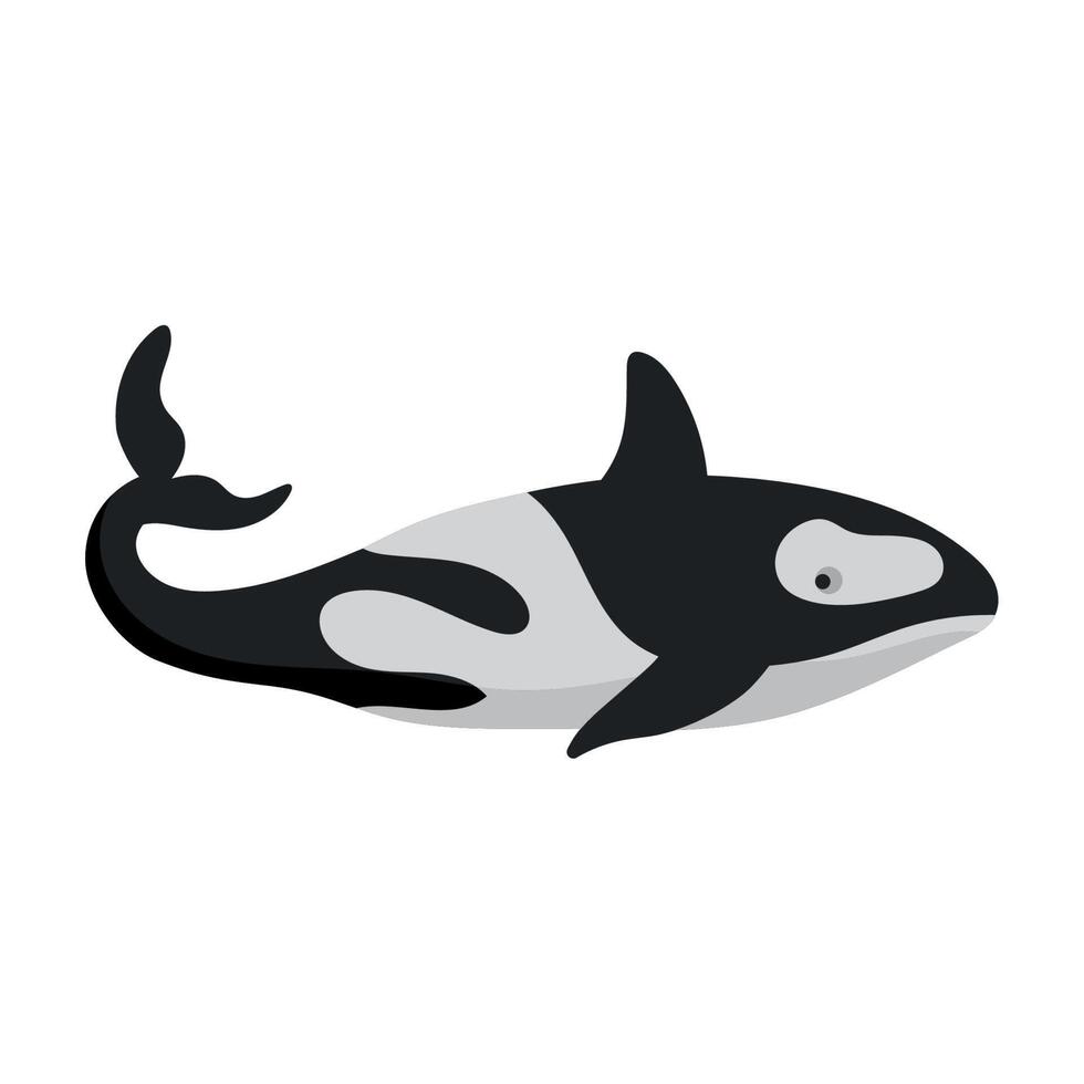 killer whale animal vector