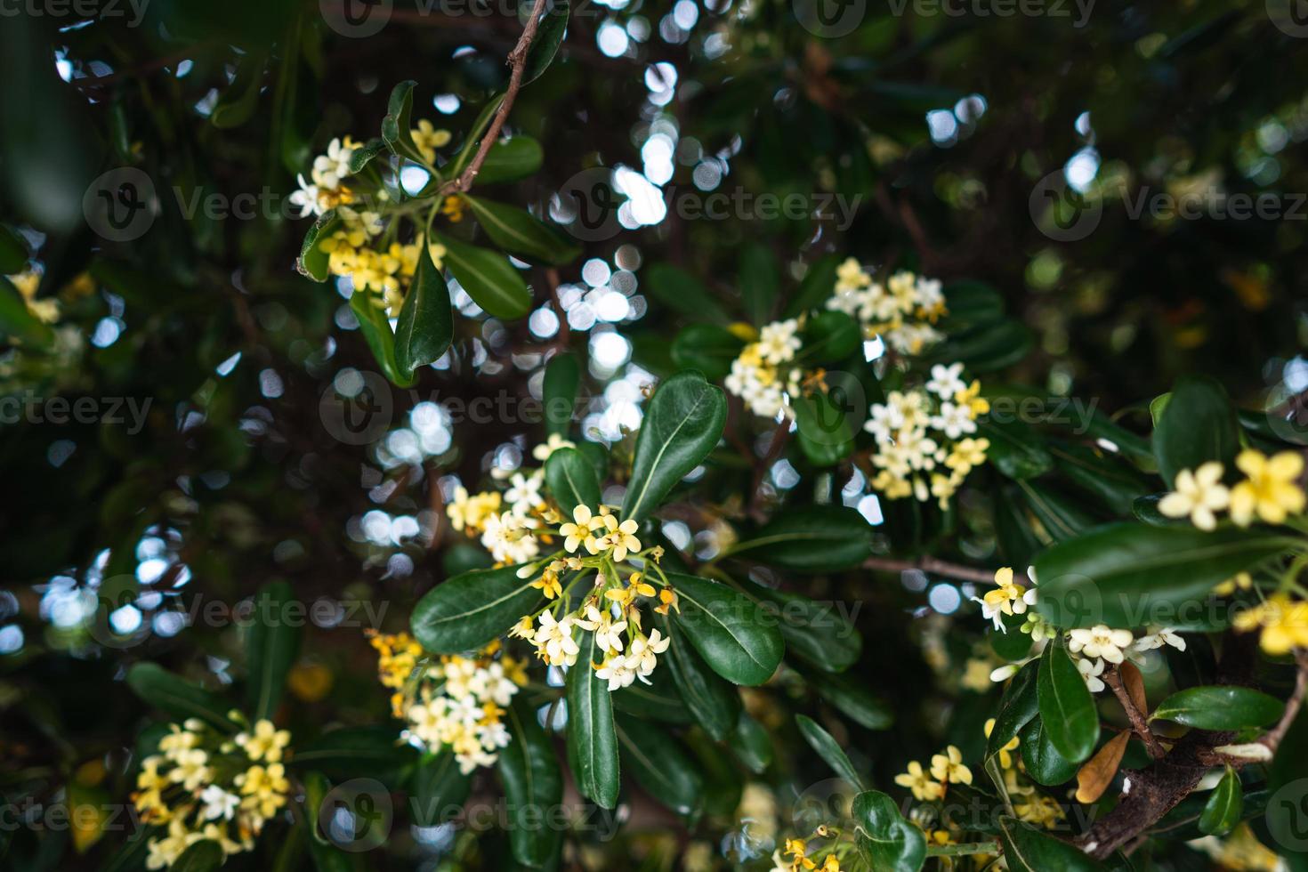 Pittosporum Tobira flowers and leaves, close angle photo