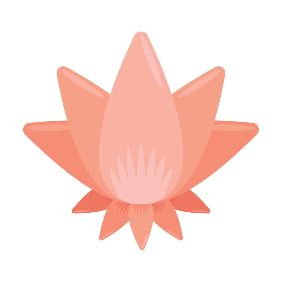 pink lotus flower garden vector