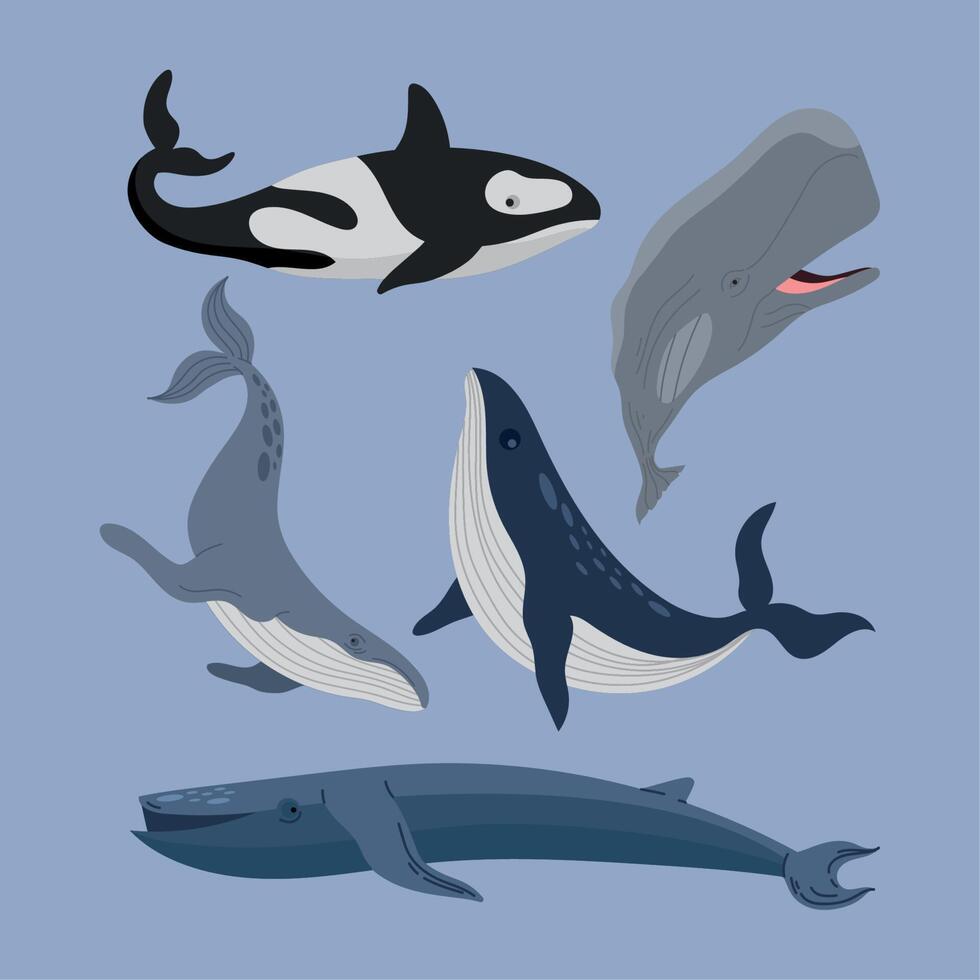 five whales sealife animals vector