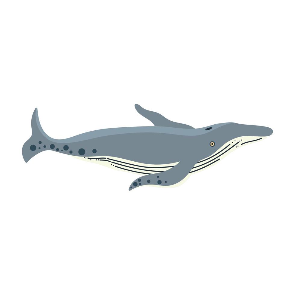 minke whale animal vector