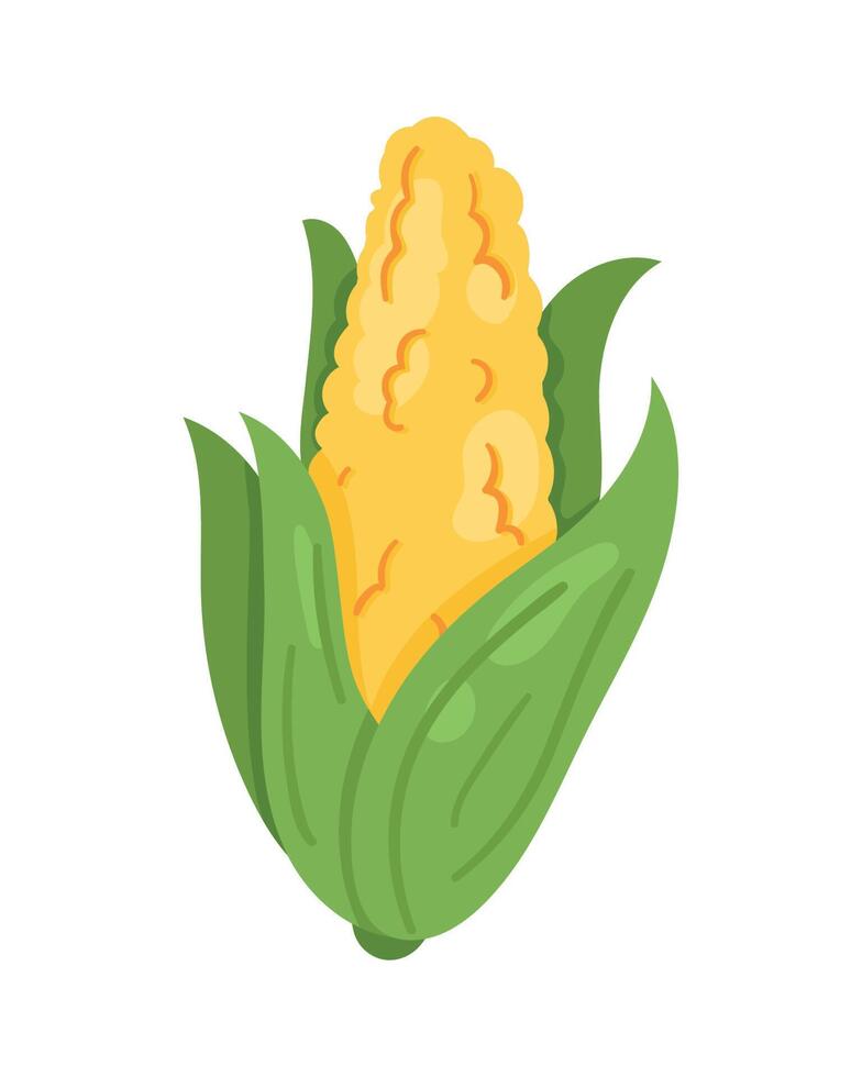 corn cob vegetable vector