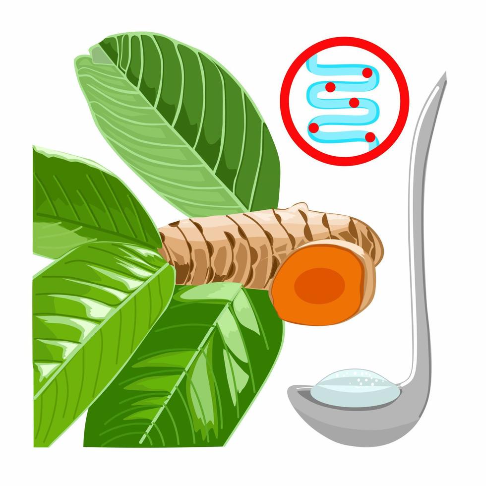 Illustration vector of Herbal ingredients such as guava leaves