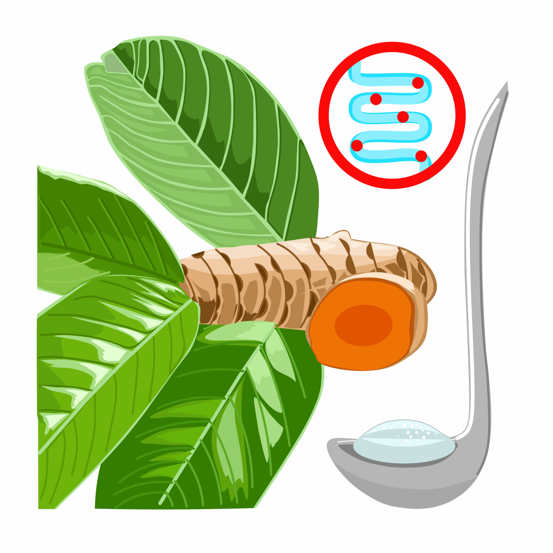 Illustration vector of Herbal ingredients such as guava leaves