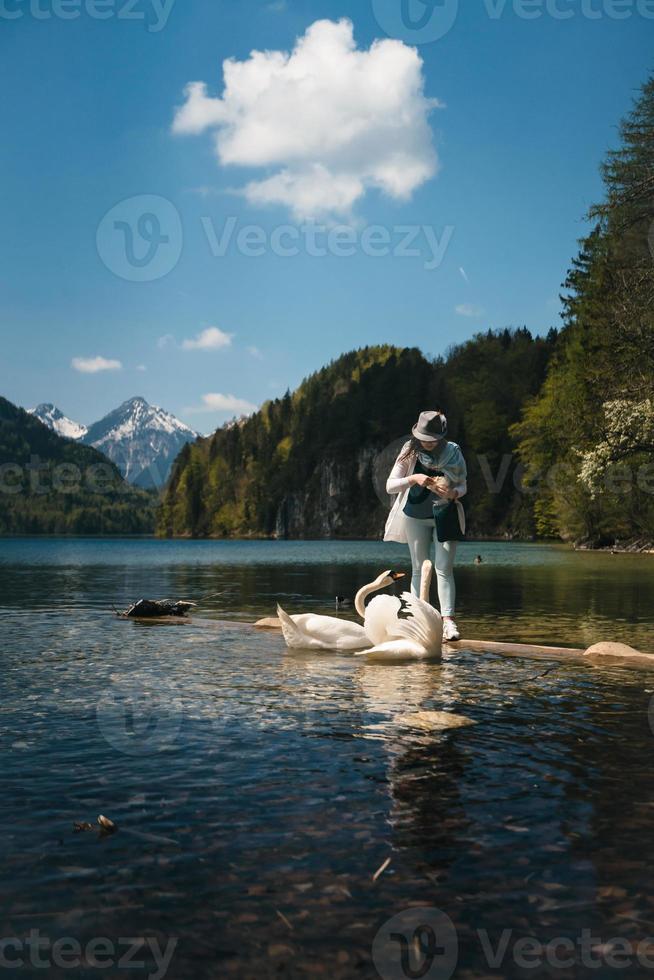 Girl feeds a white swan on the shore. photo