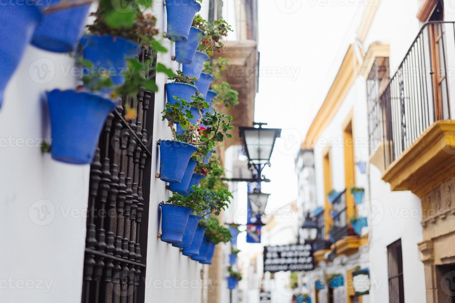 Begonia flowers in blue pots photo