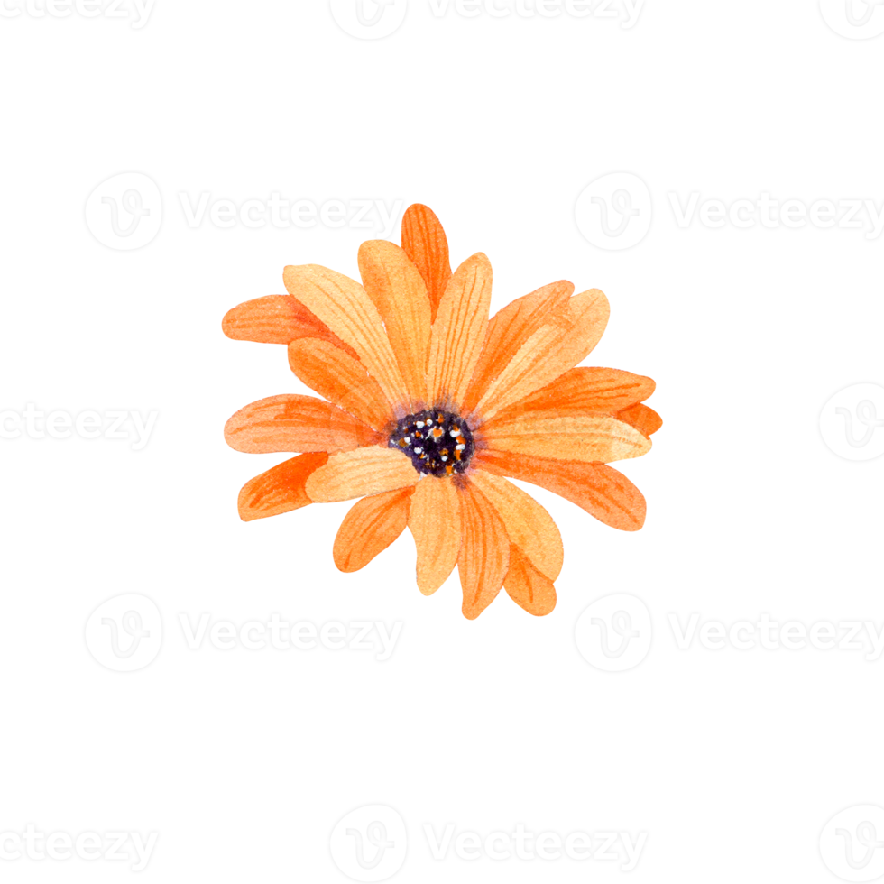 waterverf oranje bloemen png