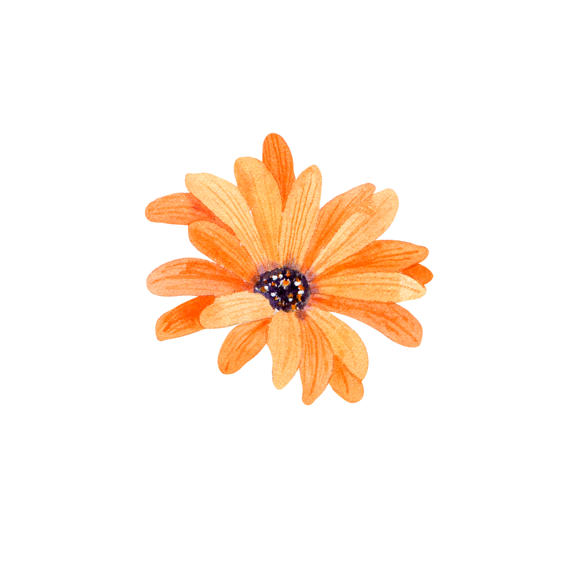 Watercolor orange flowers 11460001 PNG