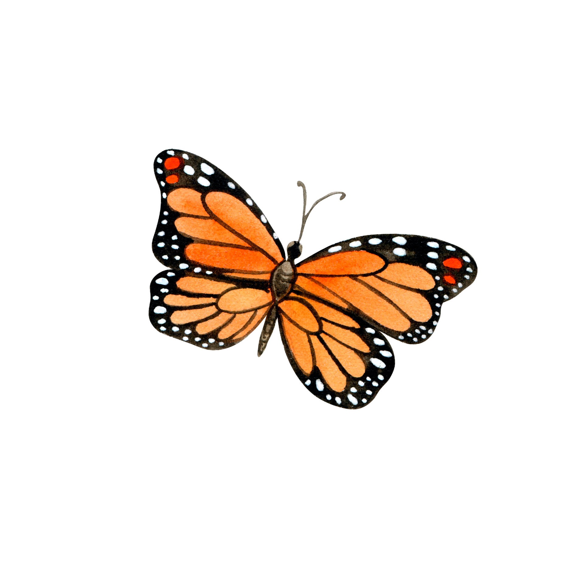Watercolor orange butterfly 11460004 PNG