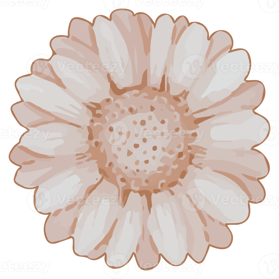 Set of Watercolor Dried Flower, Brown flora clipart 13515075