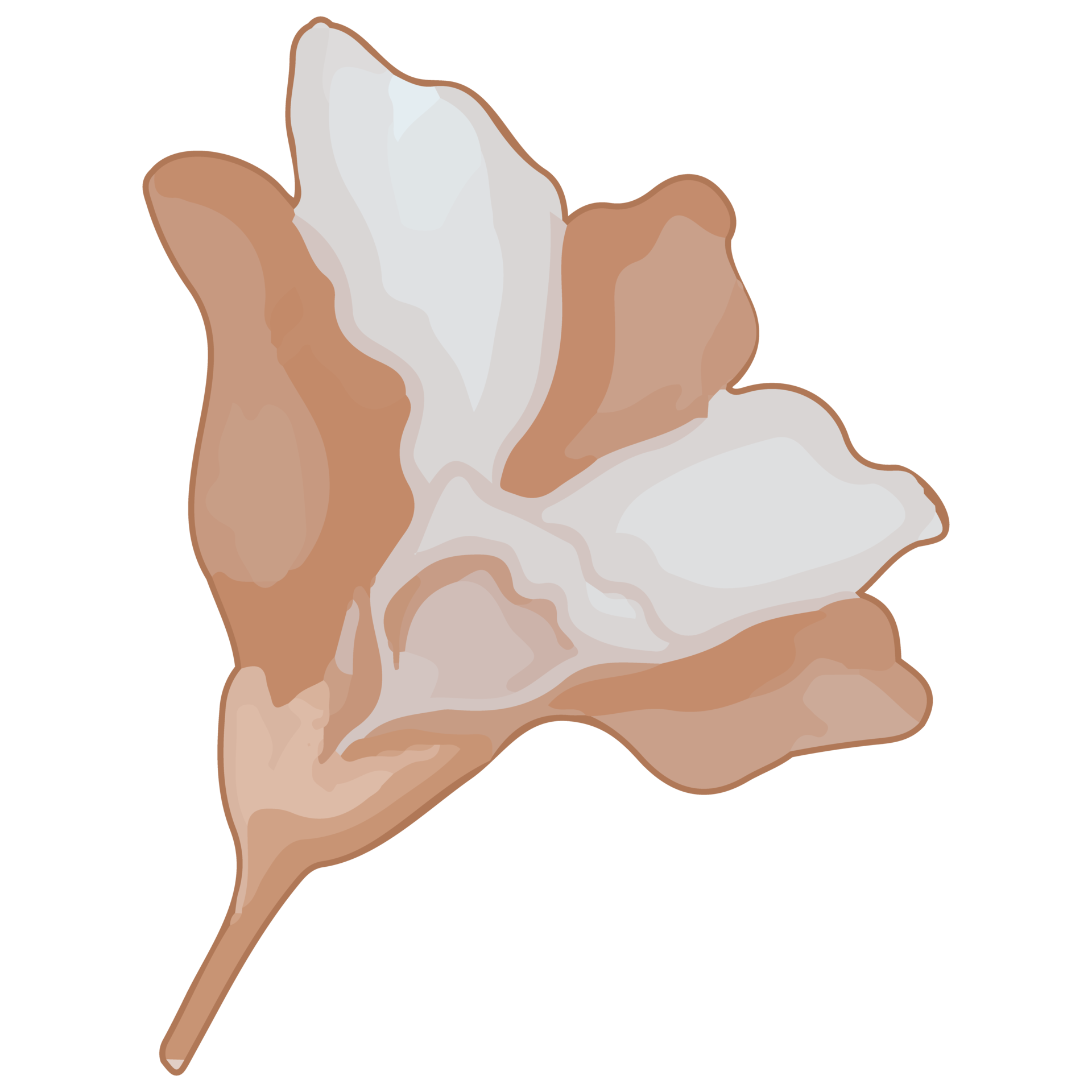 Watercolor Dried Flower, Brown flora clipart 11460981 PNG
