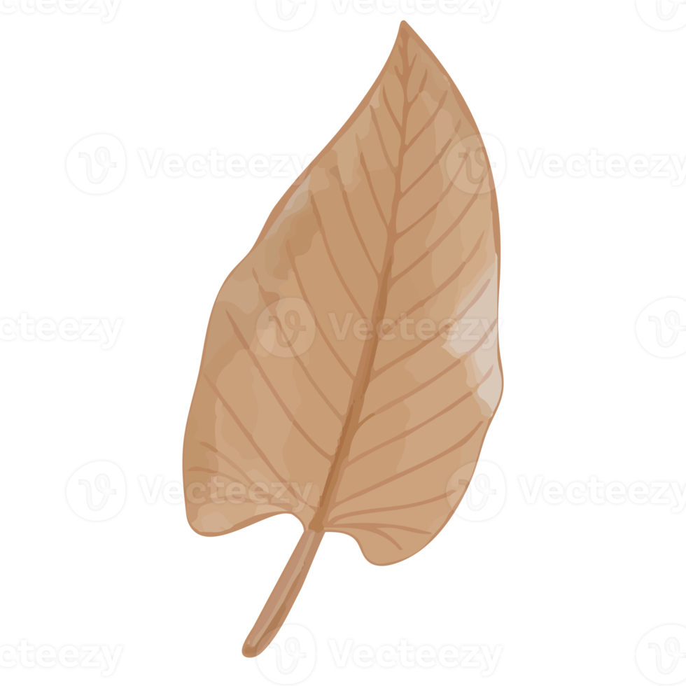 Watercolor Dried Leaf, Branches clipart png