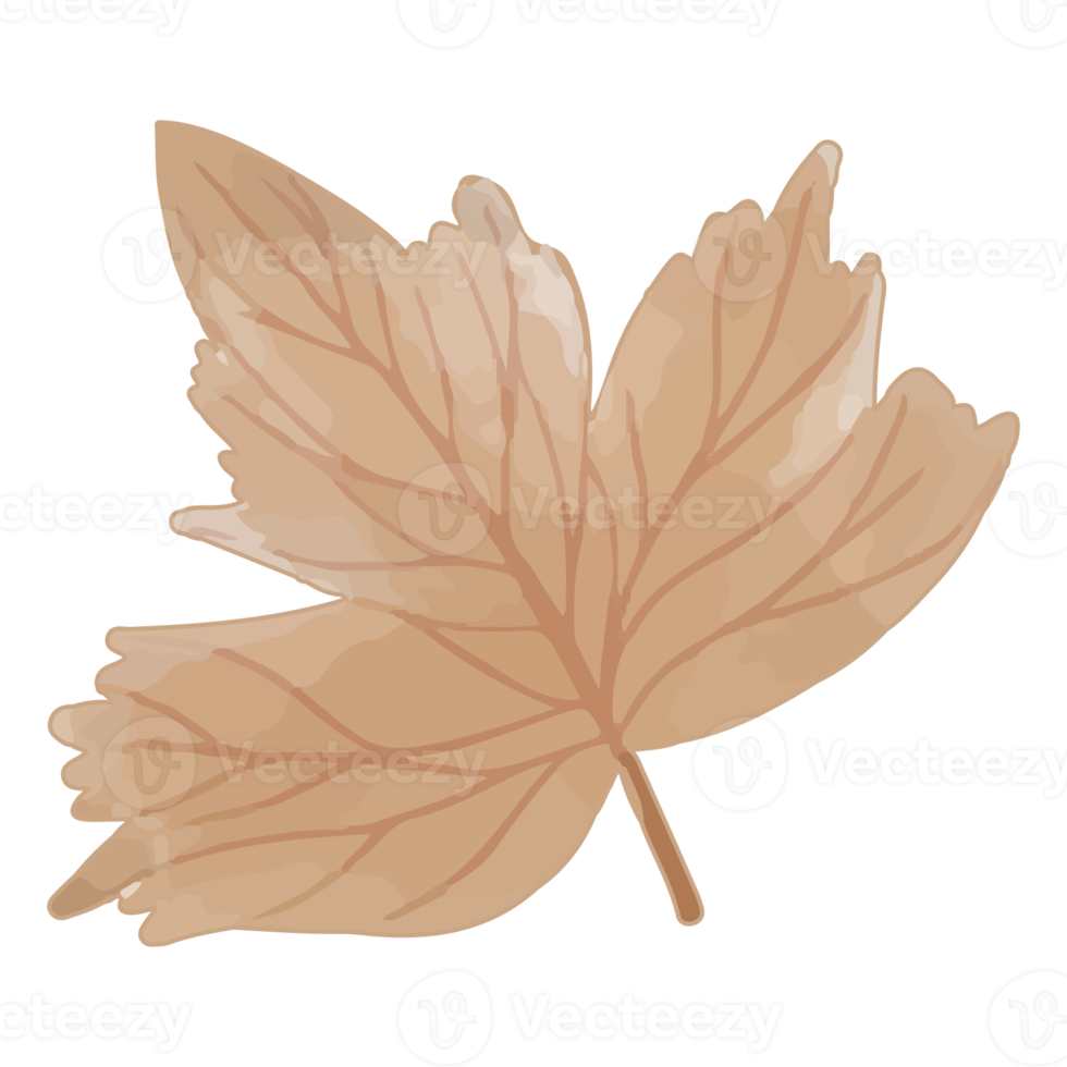 Watercolor Dried Leaf, Branches clipart png