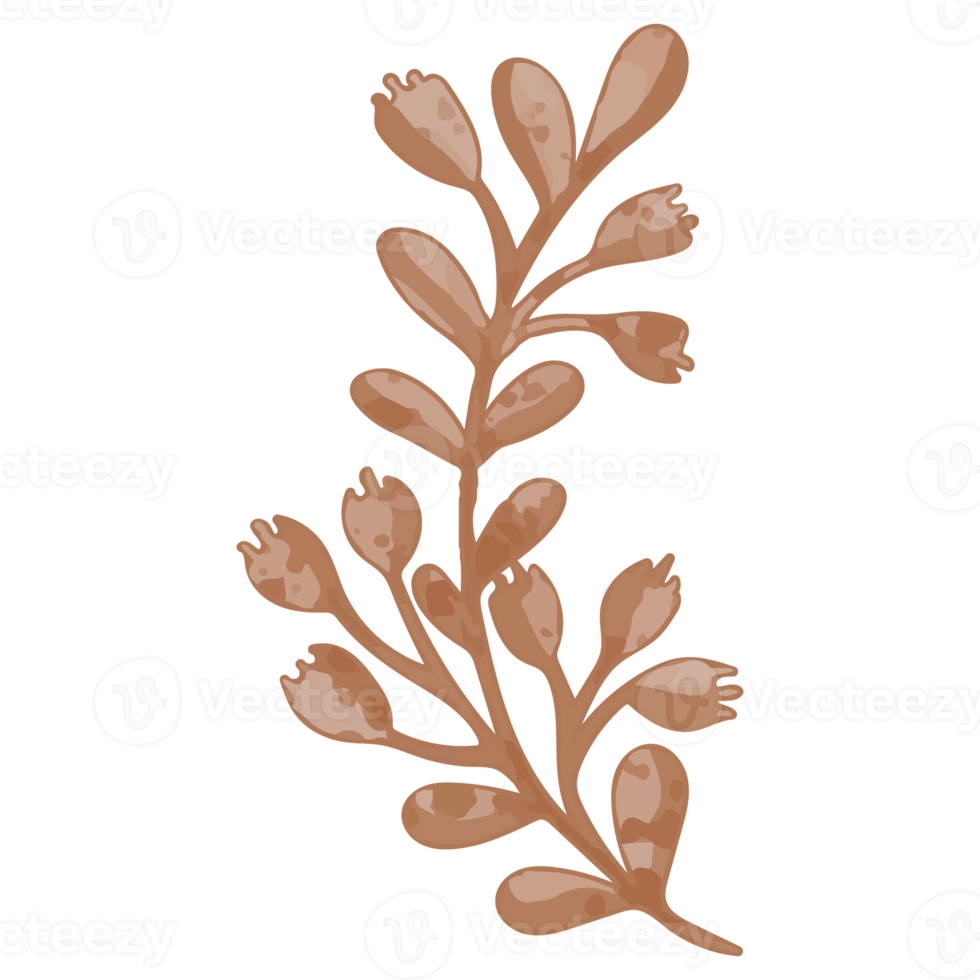 Watercolor Dried Leaf, Branches clipart png
