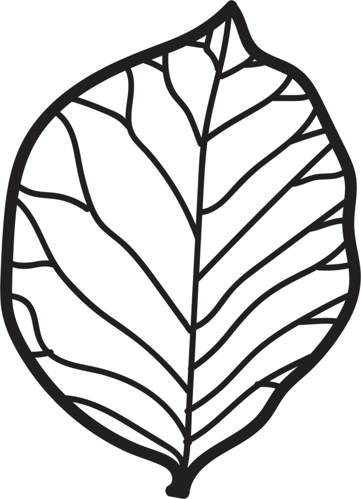 simplicity leaf freehand continuous line drawing flat design. png