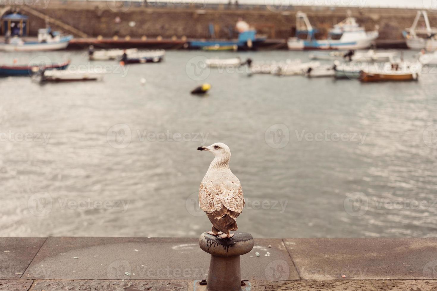 Seagulls at the Pier photo