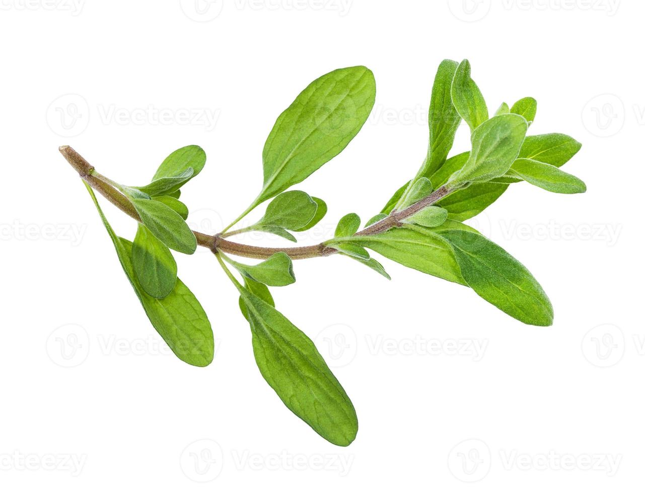 sprout of marjoram Origanum majorana isolated photo