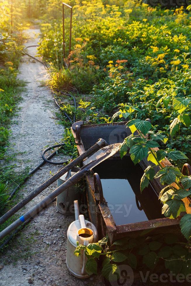 sunset sunbeams and green vegetable garden photo