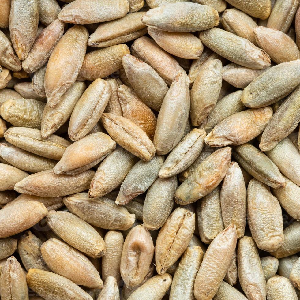 whole rye grains close up photo