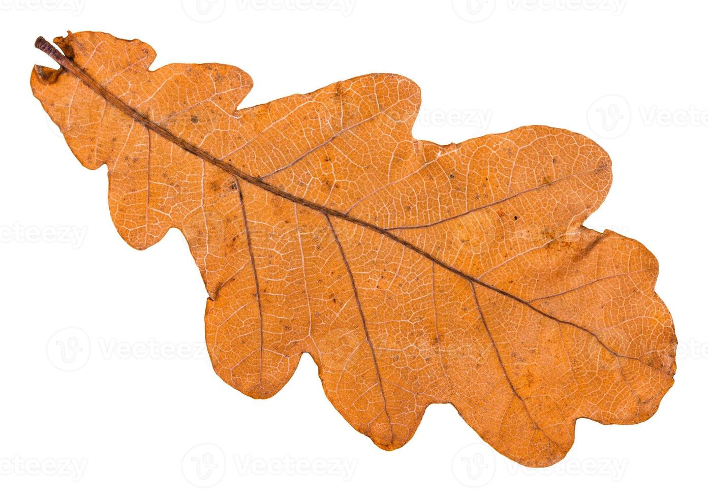back side of autumn fallen leaf of oak tree photo