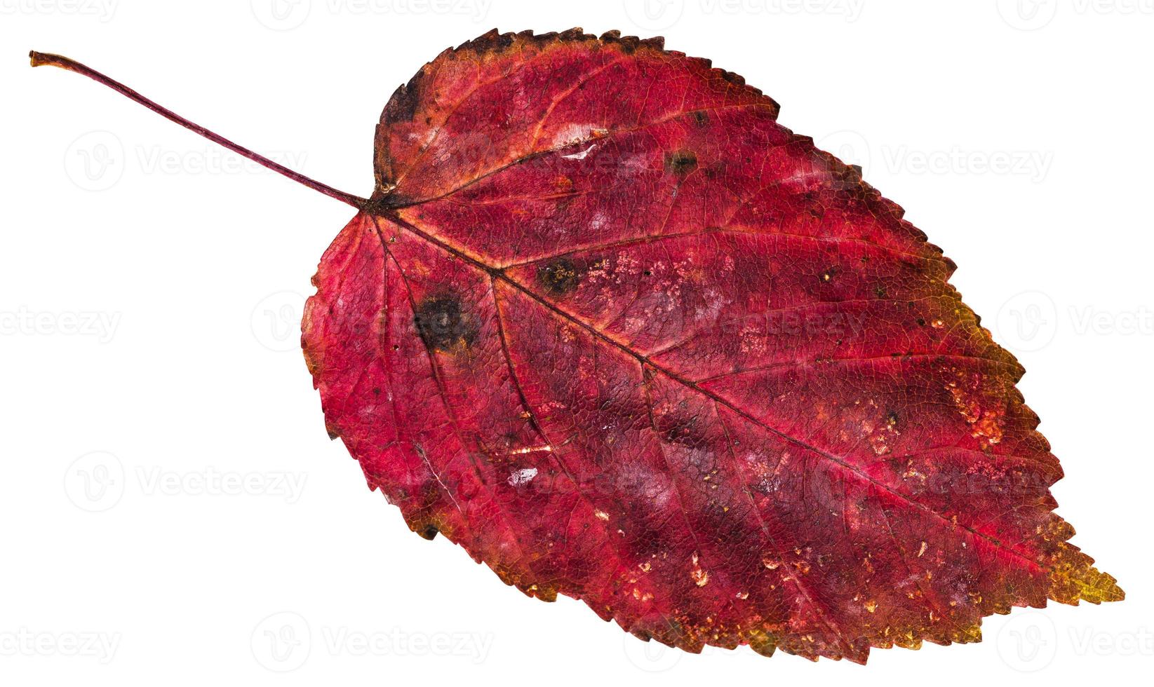 hoja muerta roja del árbol de arce con hojas de fresno aislado foto