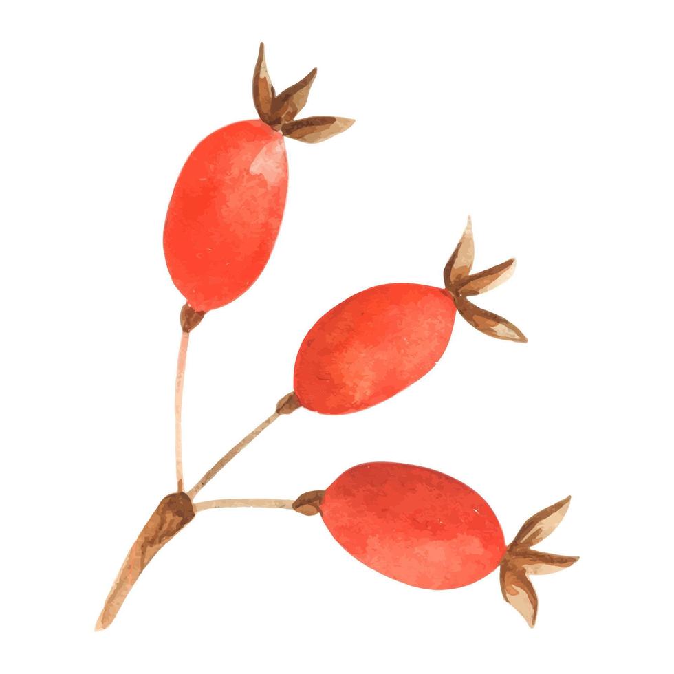 Rose hip twig illustration. A winter watercolor paintings of red berries. Holiday hand painted botanical composition . Watercolor hawthorn branch. Autumn botanical painting vector