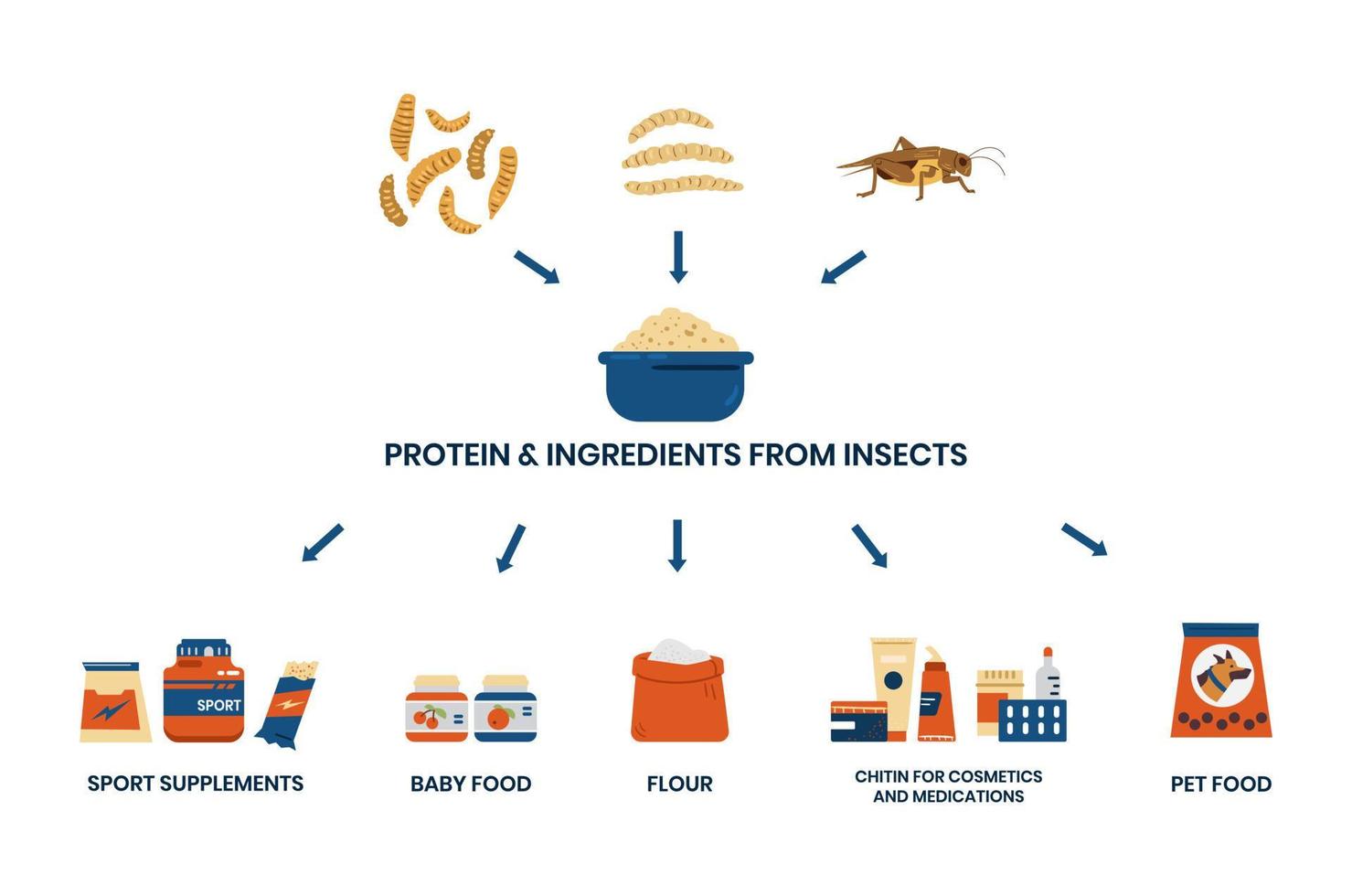 Use of protein and ingredients from insects infographics vector banner.