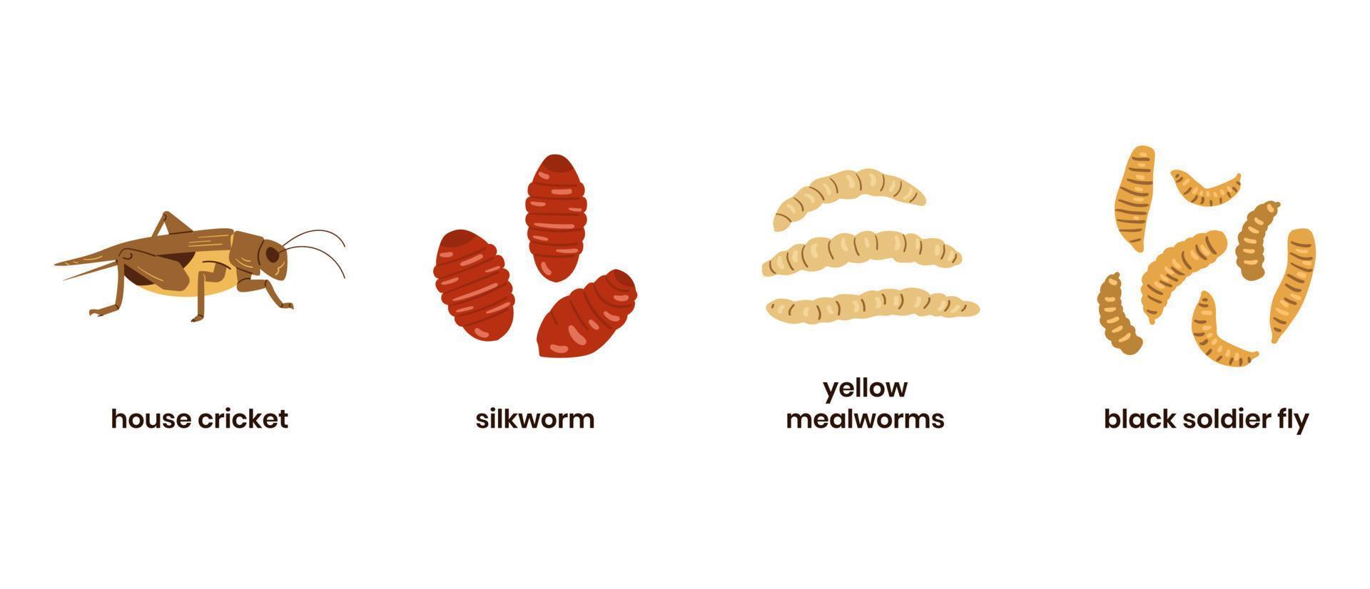 Edible insects set. House crickets, silkworms, black soldier fly vector