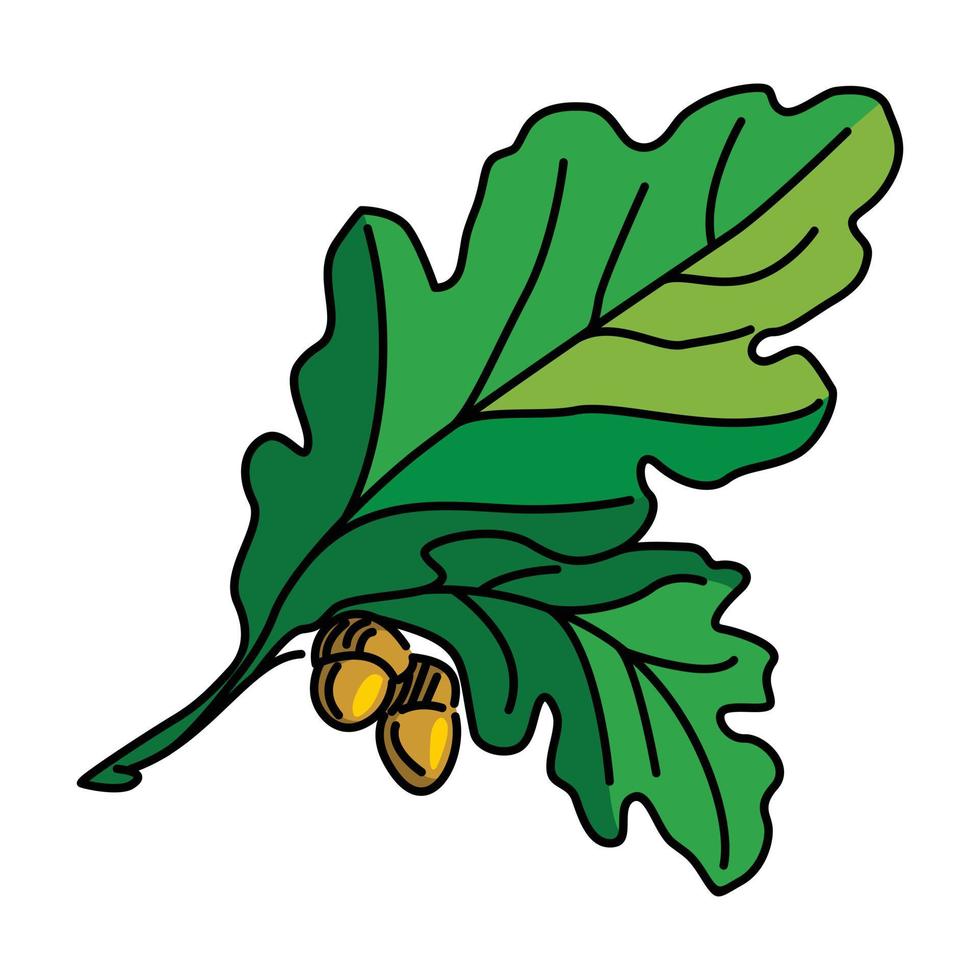 ilustración de vector de hoja y nuez