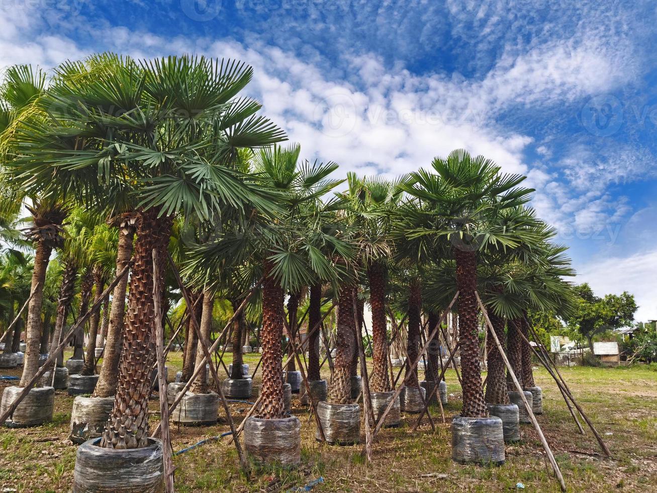 The palm trees are surrounded by roots, preparing to be transplanted to different places. photo