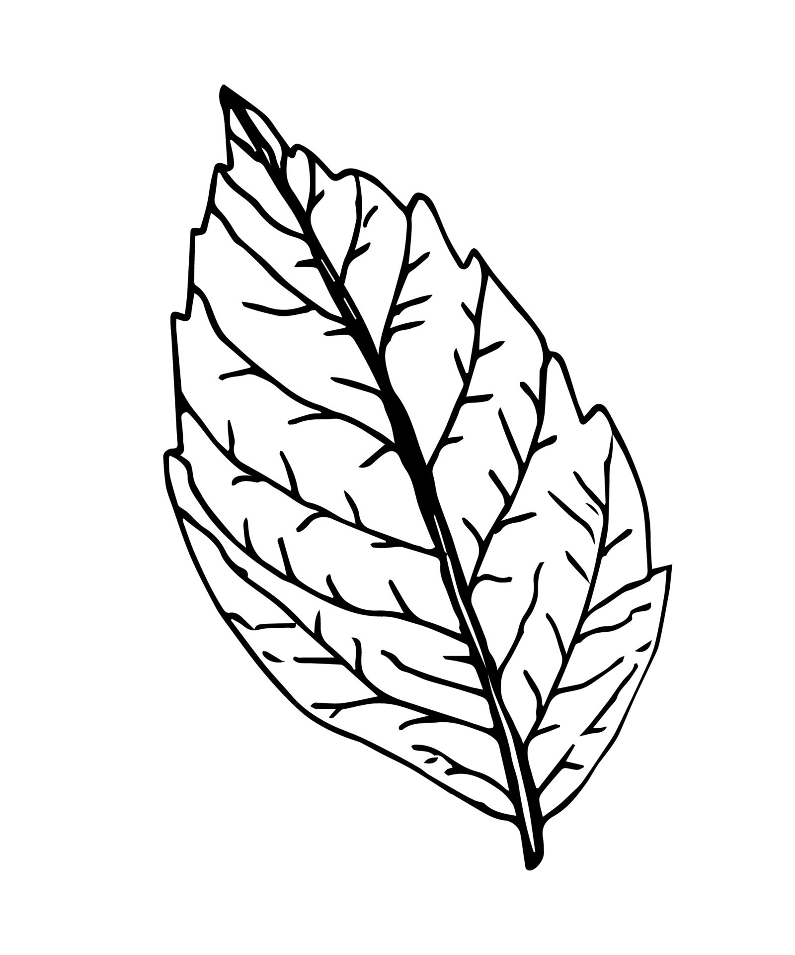 Handdrawn vector drawing in black outline. Tree leaf with veins