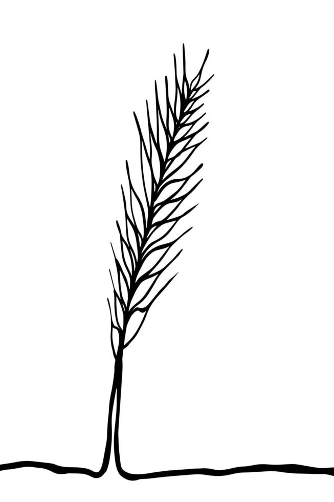 silhouette wheat plant spikelets, vector doodle illustration, hand drawing, sketch, line art.