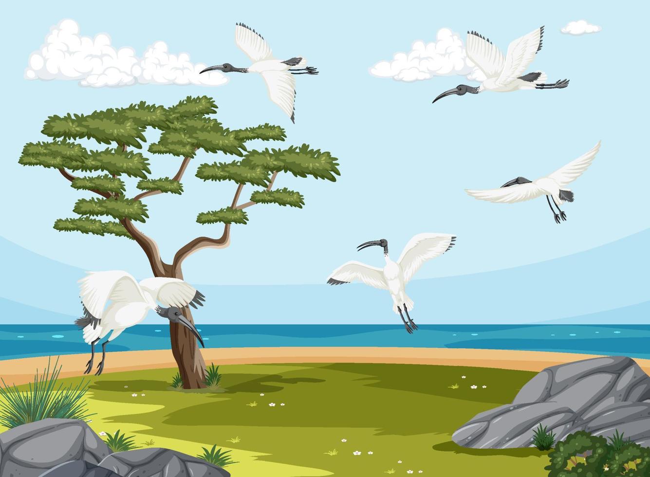 Australian white ibis group in wetland landscape vector